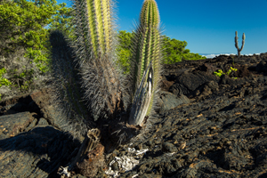 lava cactus